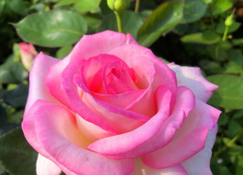 养护月季如何预防虫害