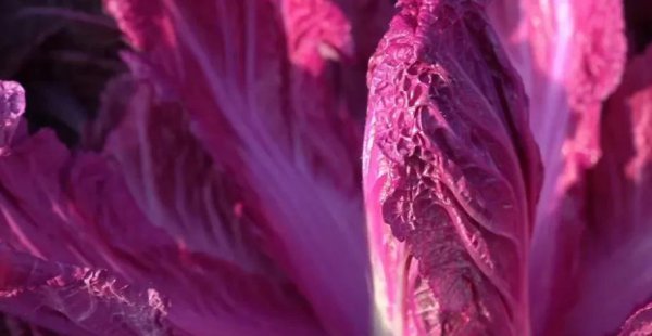 包地种植什么赚钱