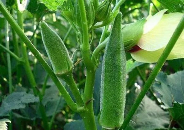 包地种植什么赚钱