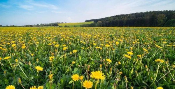 包地种植什么赚钱
