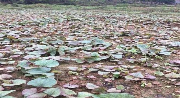 包地种植什么赚钱