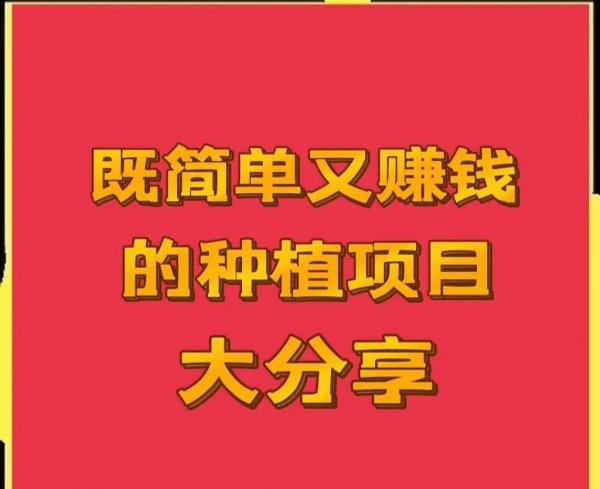 包地种植什么赚钱