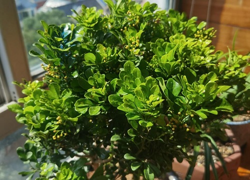 米兰花怎么过冬天