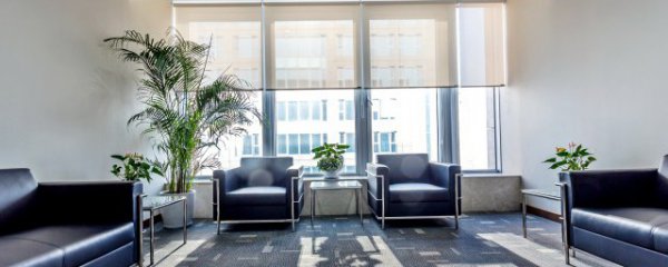 家中摆什么植物风水好