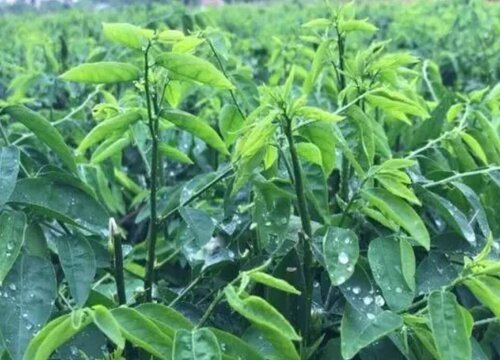 孕妇可以养守宫吗