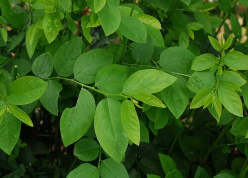 孕妇可以养守宫吗