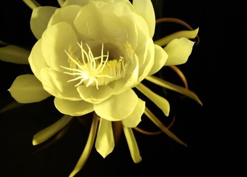 昙花可以浇啤酒水吗