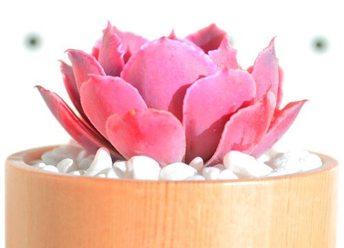 入冬后怎么养多肉可以安稳度过冬天