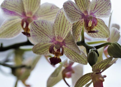 蝴蝶兰怎么施肥花开更多