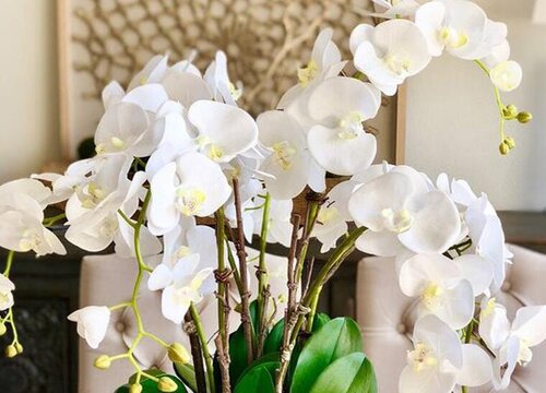 蝴蝶兰怎么施肥花开更多