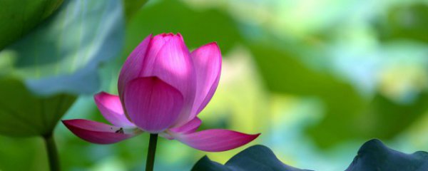 家庭花怎么养才能爆盆