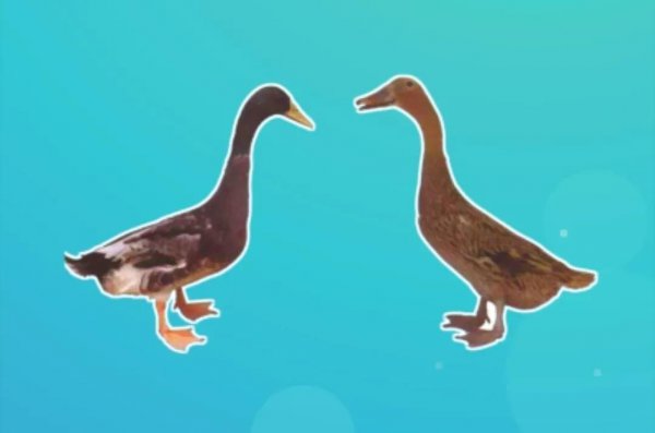 中国鸭子品种大全及介绍