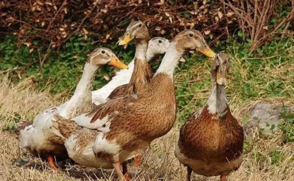 中国鸭子品种大全及介绍
