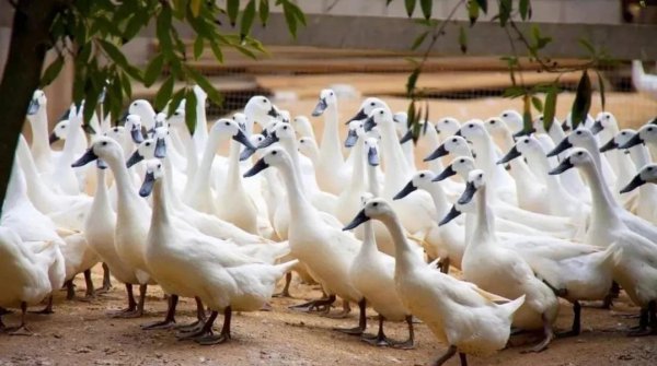 中国鸭子品种大全及介绍