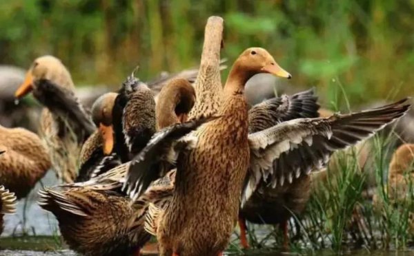 中国鸭子品种大全及介绍