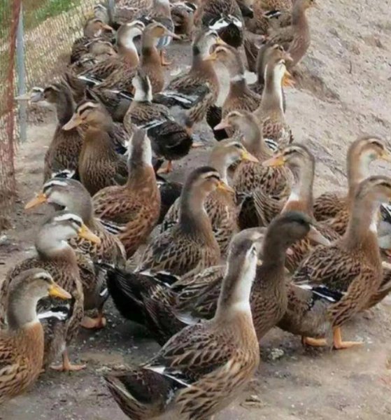 中国鸭子品种大全及介绍