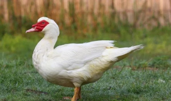 中国鸭子品种大全及介绍