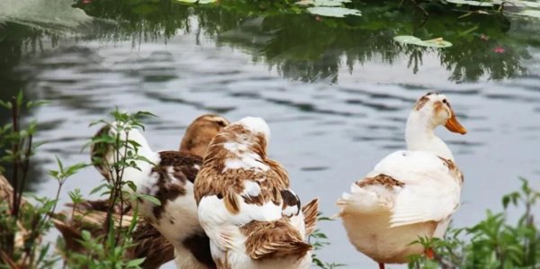 中国鸭子品种大全及介绍