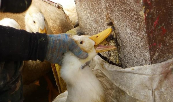 中国鸭子品种大全及介绍