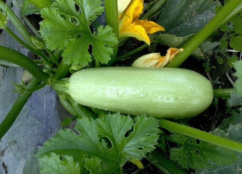 西葫芦籽能吃吗