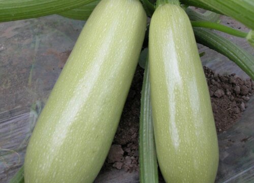 西葫芦籽能吃吗