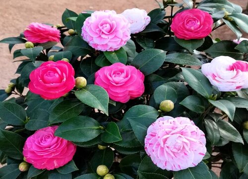 硫酸亚铁适合什么花卉绿植和使用方法