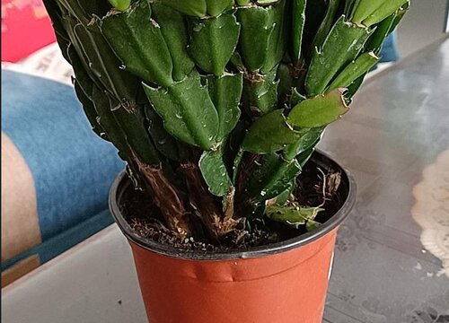 蟹爪兰叶片变色发红是什么原因引起的