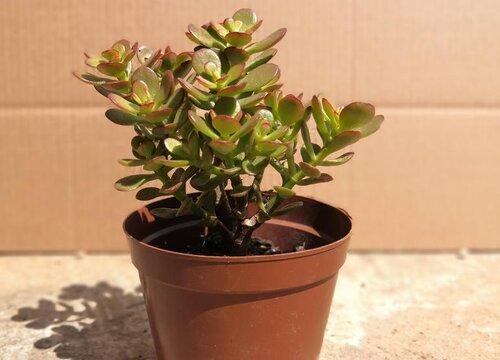 春季如何养玉树枝叶更健壮