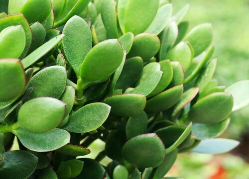 春季如何养玉树枝叶更健壮