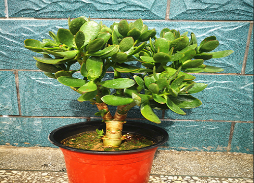 春季如何养玉树枝叶更健壮