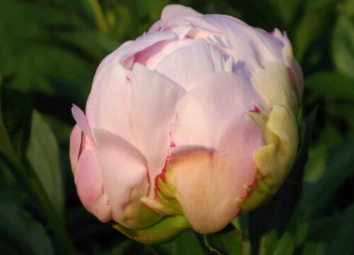 牡丹花什么季节开花