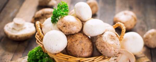 蘑菇煮熟了可以第二天吃吗