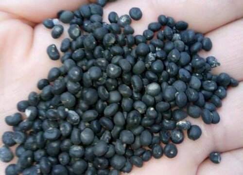 芦笋种子的种植方法