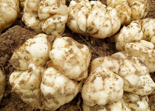 百合什么时候收获