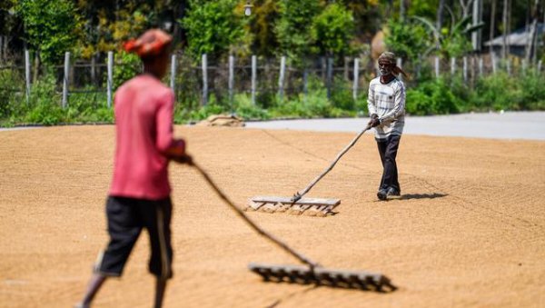 粮价上涨农民会变得有钱吗