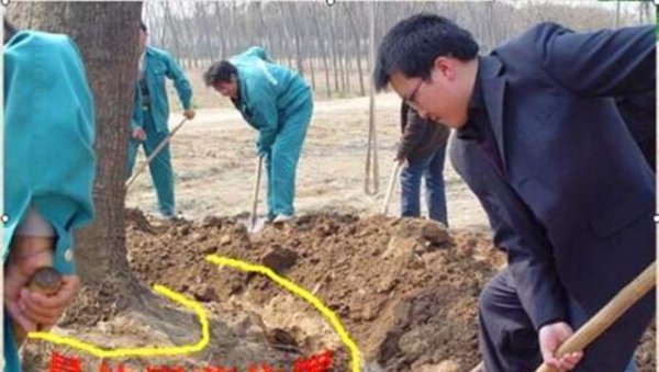 树木移植为什么用生根液