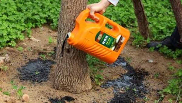 树木移植为什么用生根液