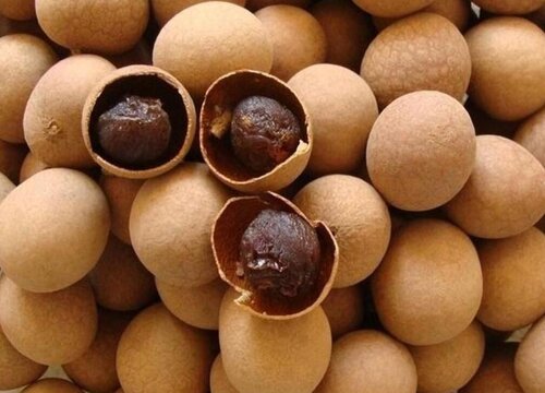 桂圆是热性还是凉性