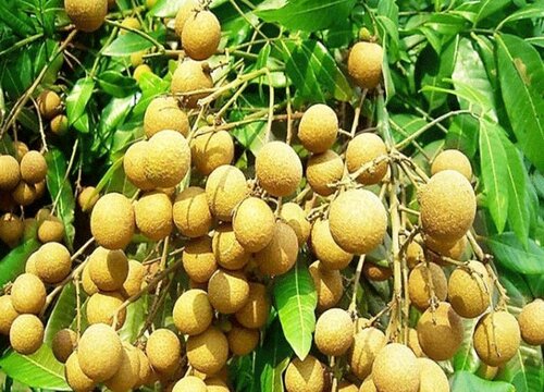 桂圆是热性还是凉性