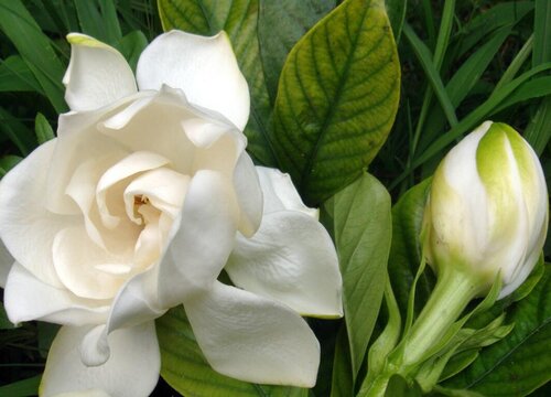 枙子花花期是什么时候