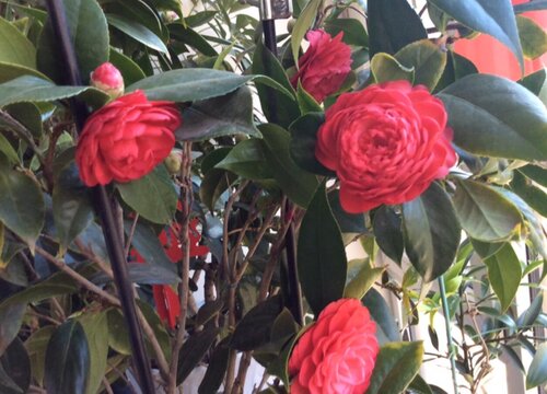 茶花用什么土壤种植最合适