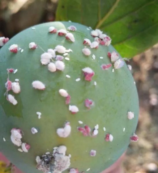 柿子上面有白色虫子怎么回事