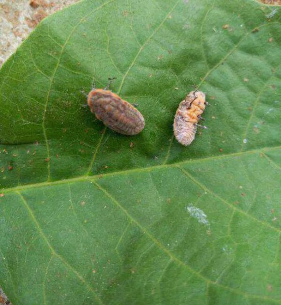 柿子上面有白色虫子怎么回事