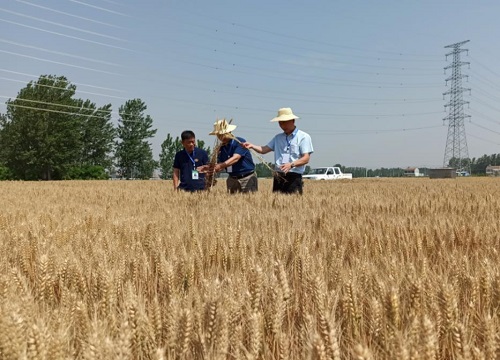 河南最超高产小麦品种排行榜