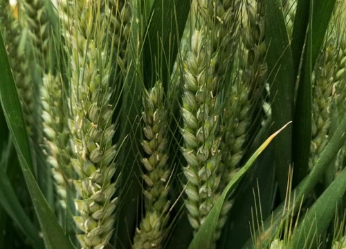 河南最超高产小麦品种排行榜