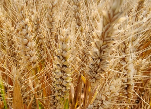 河南最超高产小麦品种排行榜