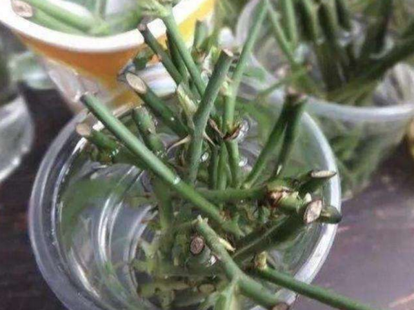 月季扦插水培生根最快方法