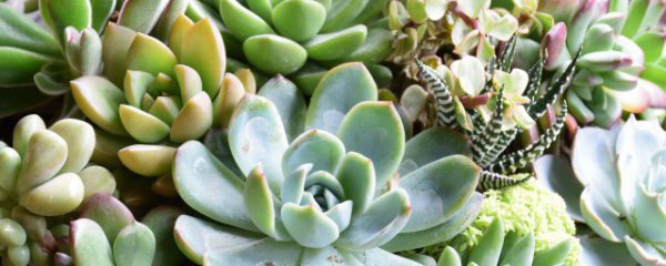 怎么养多肉长得快旺盛状态