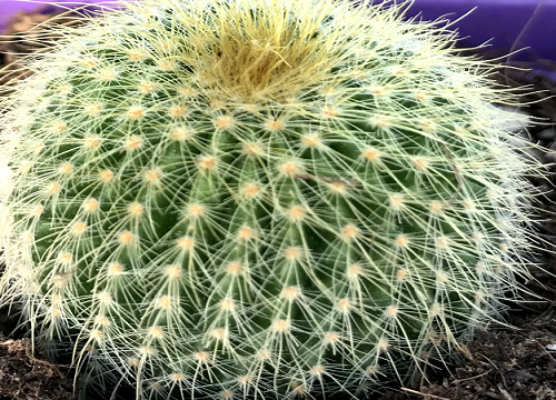 丽花仙人球经典品种