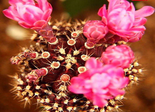 丽花仙人球经典品种